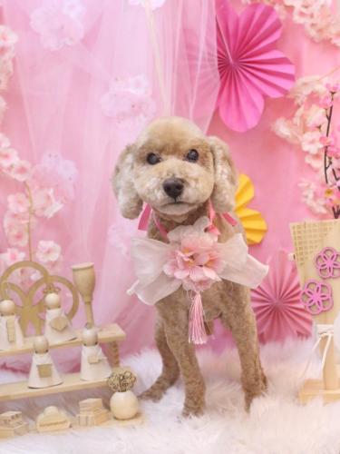 20250325アルトくん